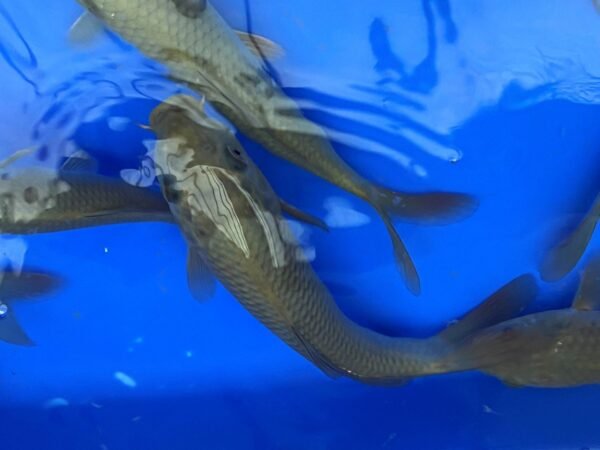 Koi - Marusei Chagoi 20-25 cm - Image 7