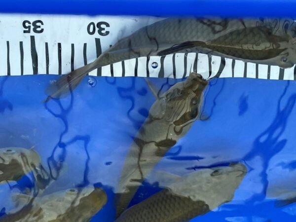 Koi - Marusei Chagoi 20-25 cm - Image 6