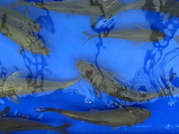 Koi - Marusei Chagoi 20-25 cm - Image 3