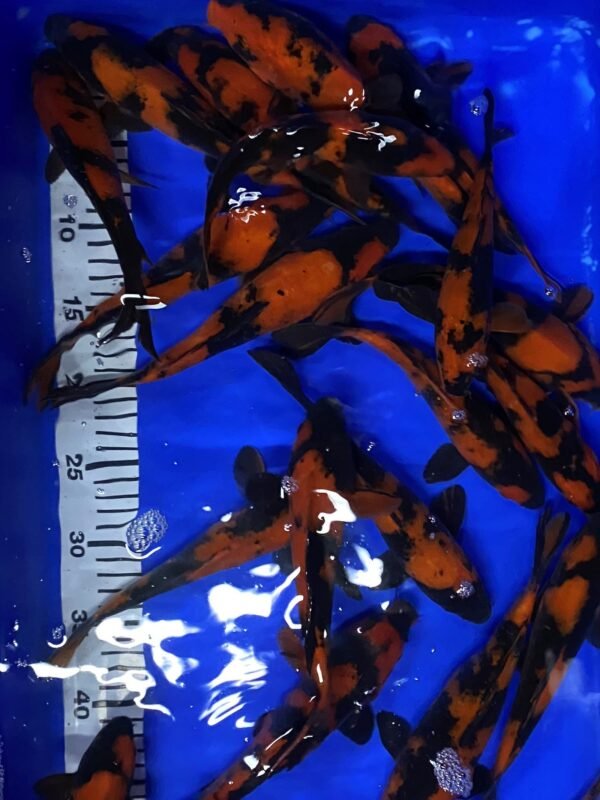 Koi - Marusei Hi Utsuri 20-25 cm