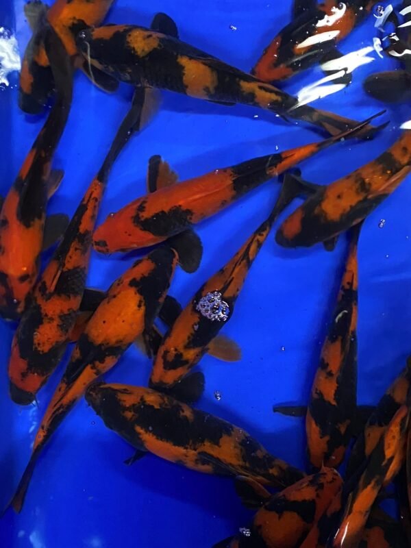 Koi - Marusei Hi Utsuri 20-25 cm - Image 4