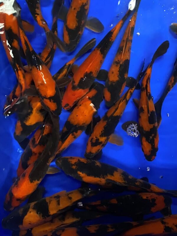 Koi - Marusei Hi Utsuri 20-25 cm - Image 3