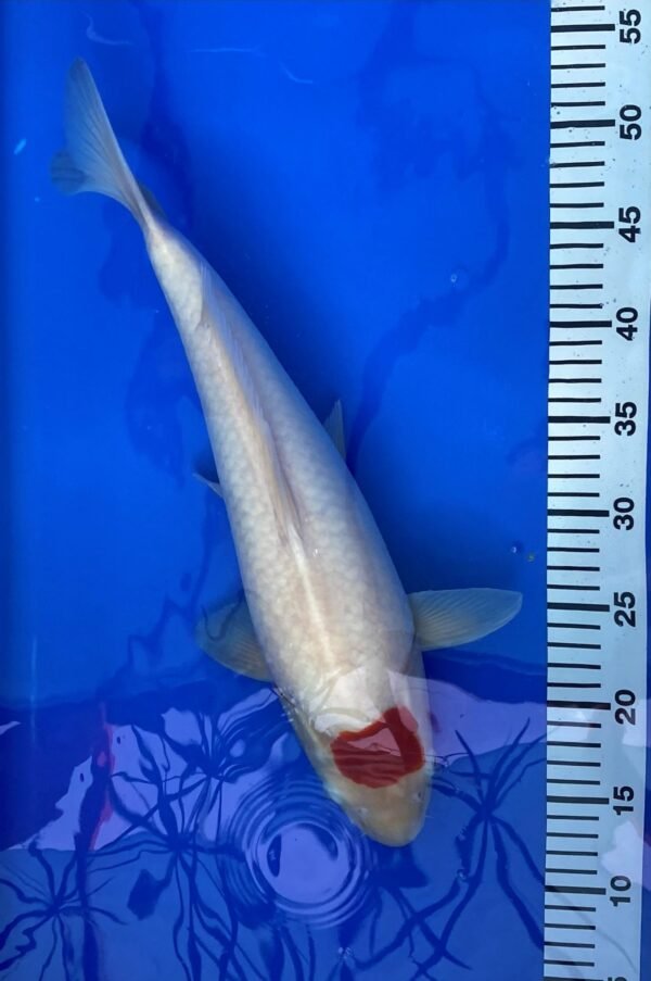 Koi - NND Tancho 40-45cm - NND01