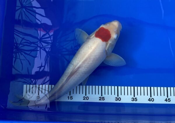 Koi - NND Tancho 40-45cm - NND01 - Image 4