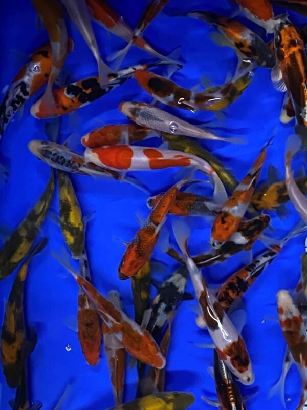 Koi - Otsuka Tosai mix 13-17 cm - Image 3