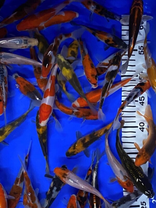 Koi - Otsuka Tosai mix 13-17 cm - Image 7