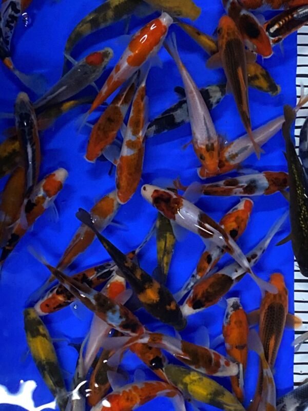 Koi - Otsuka Tosai mix 13-17 cm