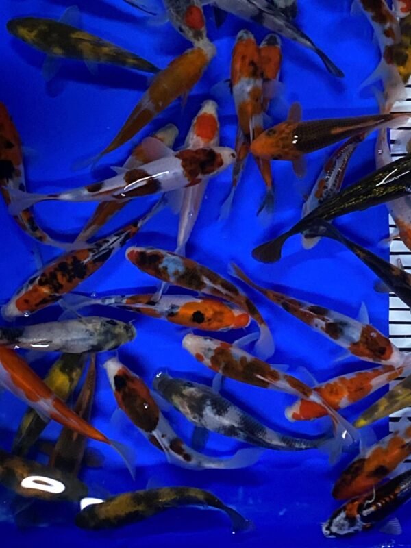 Koi - Otsuka Tosai mix 13-17 cm - Image 4