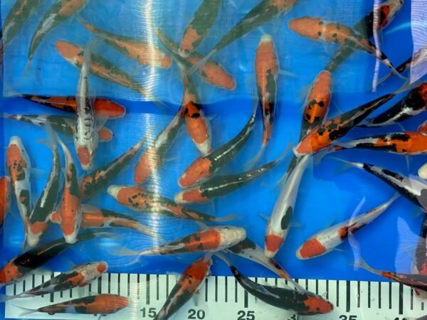 Koi – Kawakami Beni Kumonryu 20-25 cm - Image 9