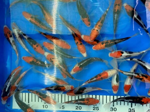 Koi – Kawakami Beni Kumonryu 20-25 cm - Image 8