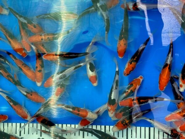 Koi – Kawakami Beni Kumonryu 20-25 cm - Image 7