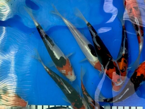 Koi – Kawakami Beni Kumonryu 20-25 cm - Image 6