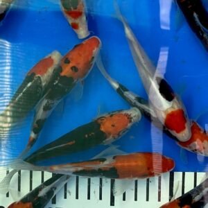 Koi – Kawakami Beni Kumonryu 20-25 cm
