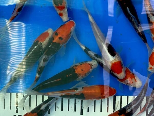 Koi – Kawakami Beni Kumonryu 20-25 cm