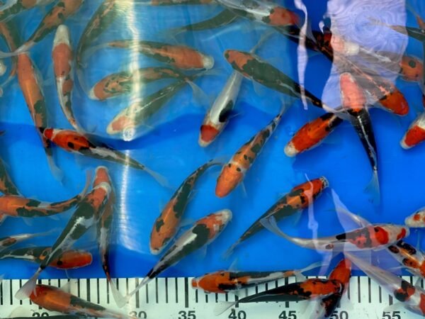 Koi – Kawakami Beni Kumonryu 20-25 cm - Image 3