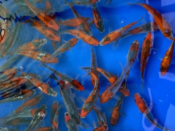 Koi – Kawakami Goshiki 15-20 cm - Image 6