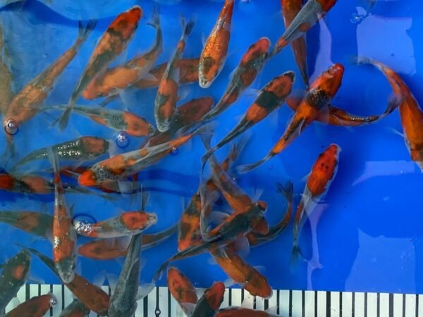 Koi – Kawakami Goshiki 15-20 cm - Image 5