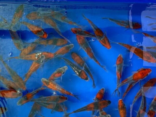 Koi – Kawakami Goshiki 15-20 cm - Image 4