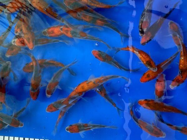 Koi – Kawakami Goshiki 15-20 cm - Image 3