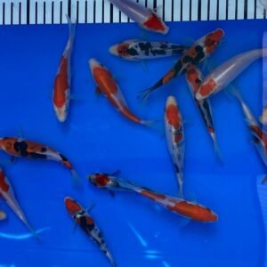 Koi – Maruhide Doitsu Sanke 20-25 cm