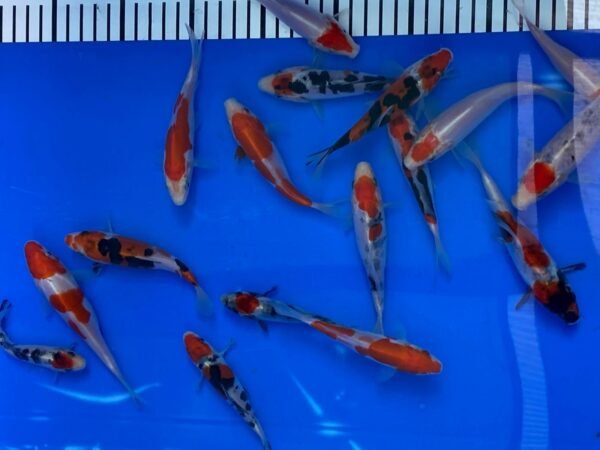 Koi – Maruhide Doitsu Sanke 20-25 cm
