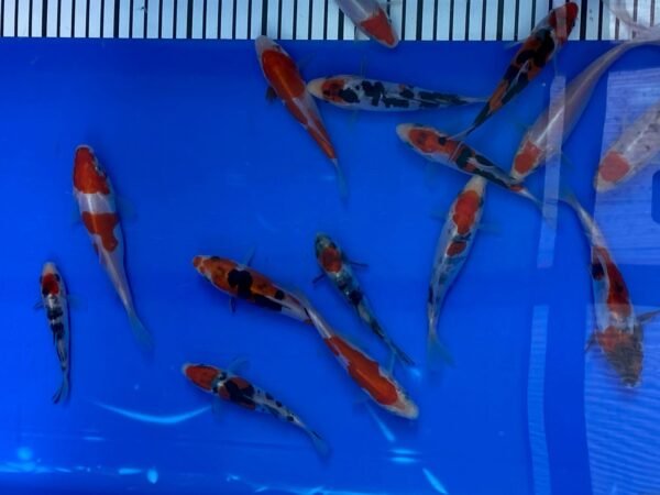 Koi – Maruhide Doitsu Sanke 20-25 cm - Image 2