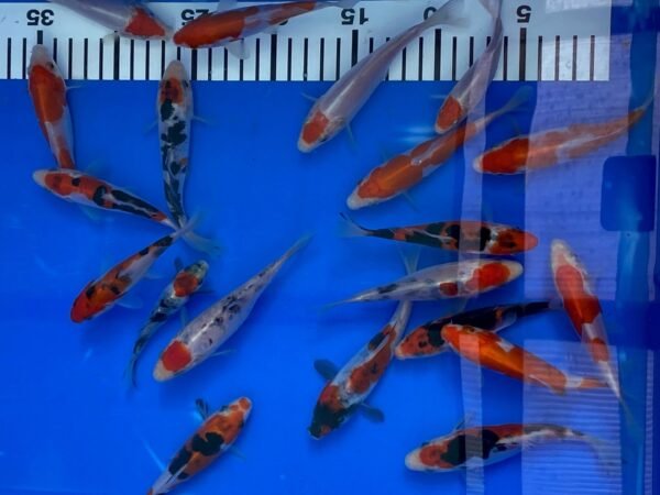 Koi – Maruhide Doitsu Sanke 20-25 cm - Image 3
