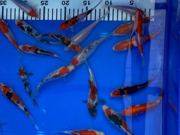 Koi – Maruhide Doitsu Sanke 20-25 cm - Image 4