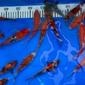 Koi – Marusei Sanke 20-25 cm