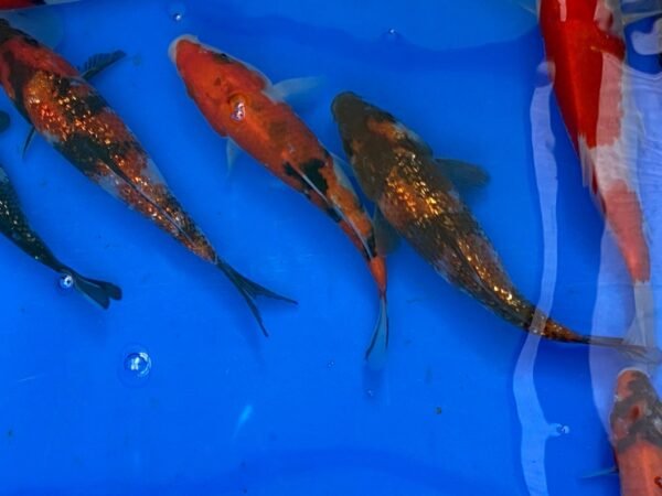 Koi – Marusei Showa 20-25 cm - Image 2
