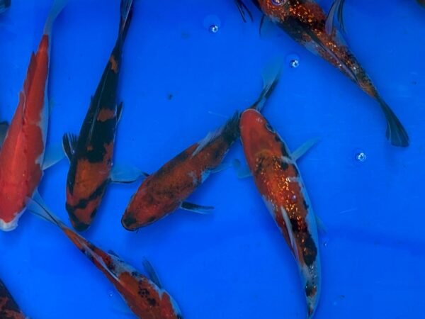 Koi – Marusei Showa 20-25 cm