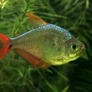 Kolumbia lazac (Hyphessobrycon columbianus)