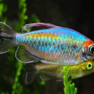 Kongólazac (Phenacogrammus interruptus)