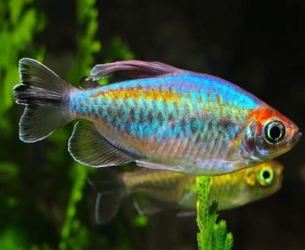 Kongólazac (Phenacogrammus interruptus)