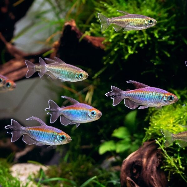 Kongólazac (Phenacogrammus interruptus) - Image 2