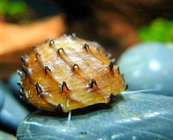 Koopa király csiga (Neritina juttingae)