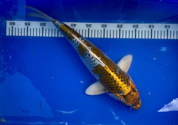 Koi - HP Kirin 45-50 cm - Image 2