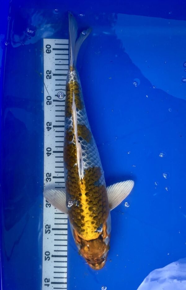 Koi - HP Kirin 45-50 cm