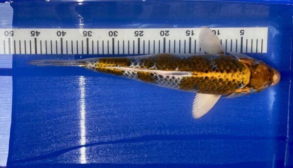 Koi - HP Kirin 45-50 cm - Image 4