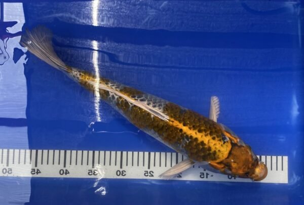 Koi - HP Kirin 45-50 cm - Image 5