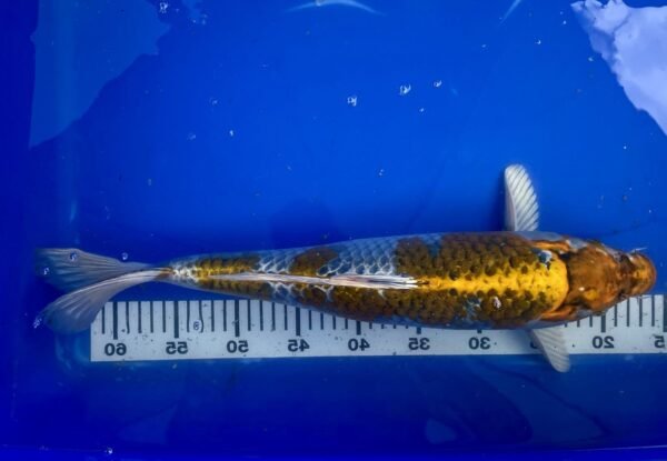 Koi - HP Kirin 45-50 cm - Image 3