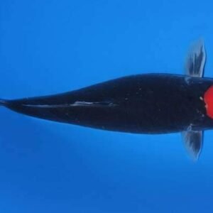 Kuro Tancho Goshiki koi - Fekete koi