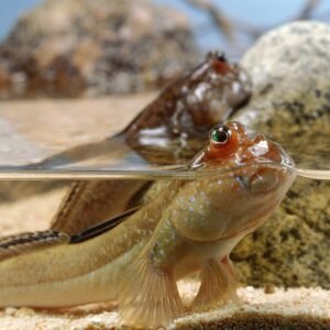 Kúszógéb (Periophthalmus barbarus)
