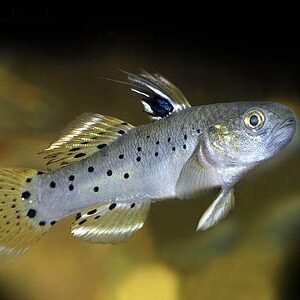 Lang Xing géb (Stigmatogobius sadanundio)