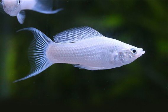 Lírafarkú ezüst molly (Poecilia sphenops)