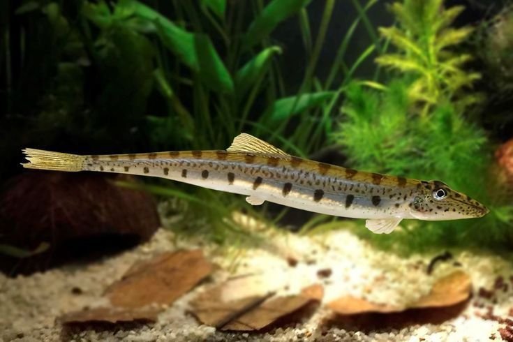 Lófejű csík (Acantopsis dialuzona)