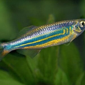 Malabári dánió (Danio aequipinnatus)