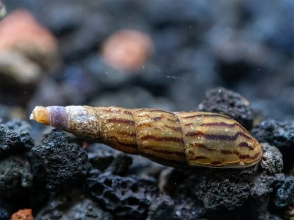 Maláj tornyoscsiga (Melanoides tuberculata)