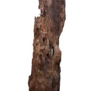 Mangrove fagyökér Pookaholes