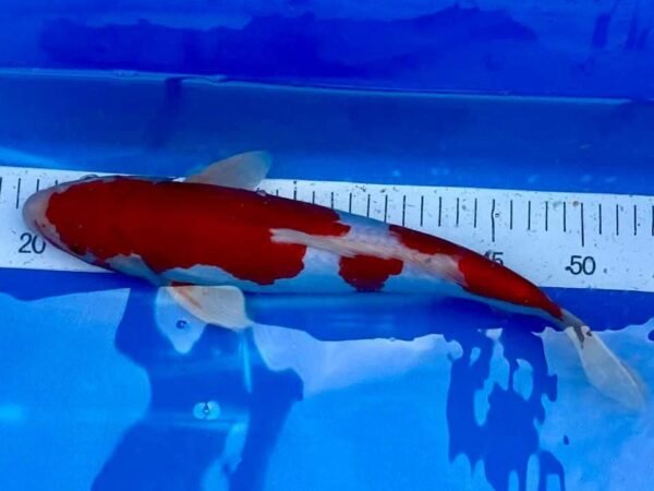 Marusei Doitsu Kohaku 45-50cm (A1) - Japán import koi ponty